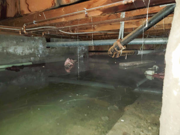 Best Basement water damage restoration  in Port Allen, LA