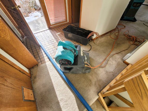 Best Mold removal after water damage  in Port Allen, LA